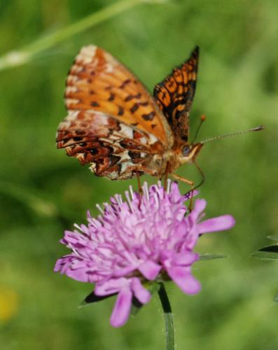 Boloria titania